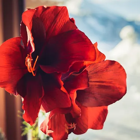 Graenobel Dağ evi *